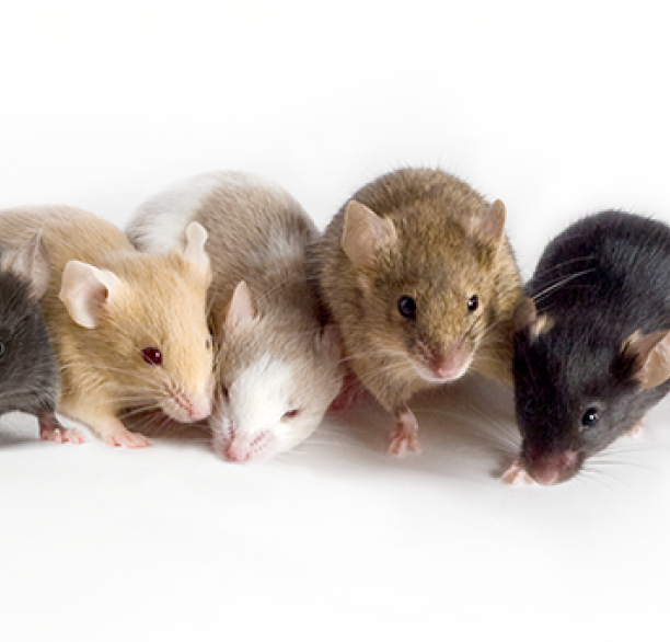 JAX Resources - Webinar on Essential Tips for Selecting Mouse Models in Research