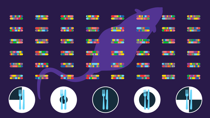 Landmark study reveals resilience and caloric restriction key to longevity