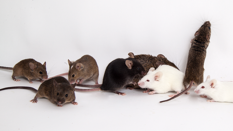 Incorporating diverse background genetics to better model human disease