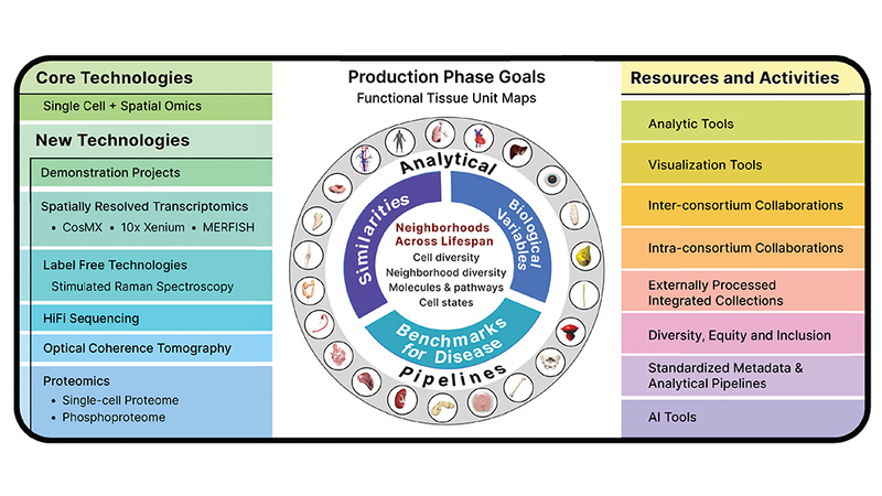 JAX team contributes to the Human BioMolecular Atlas Program