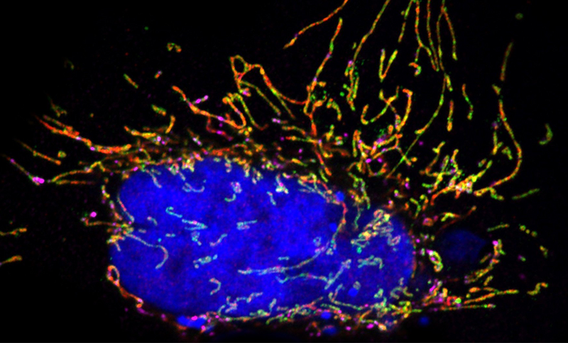 west-lab-cell-photo
